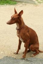 Cirneco Photo